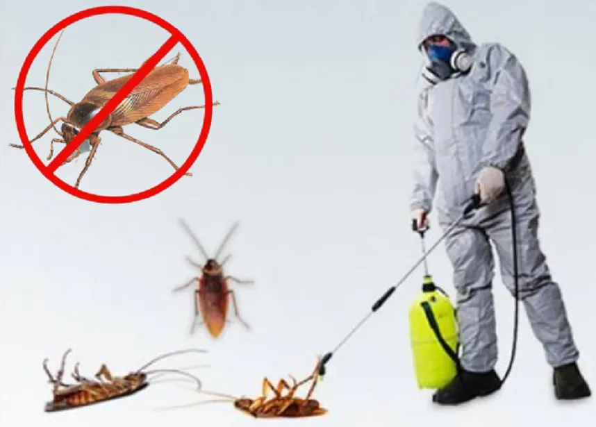 Cockroach Treatment - Your Business Name